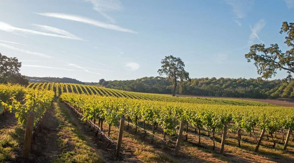 Mothballing offers middle ground in wine downturn